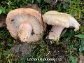 Lactarius pubescens-amf1123-2